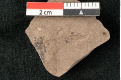 Foto (Detailansicht) von Dacrydium cupressinoides Ettingshausen (NHMW-GEO-2024-0188-10351)